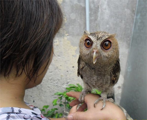 Một con cú mèo đẹp và thuần có giá lên tới hàng triệu đồng. Với những con cú này, người nuôi có thể thoải mái vuốt ve, cầm trên tay, thậm chí là… đem đi dạo phố. 