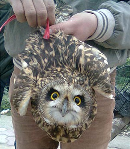Những con cú mèo lớn mới bắt được ngoài tự nhiên có giá rất rẻ, chỉ vài trăm trăm nghìn đồng do thuần dưỡng chúng rất khó