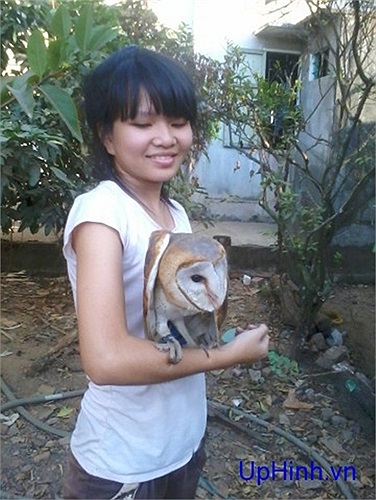 Có nhiều loại cú mèo khác nhau xuất hiện trên thị trường ở Việt Nam, phổ biến nhất là cú lợn (trong ảnh), cú mèo khoang cổ, cú mèo lưng xám