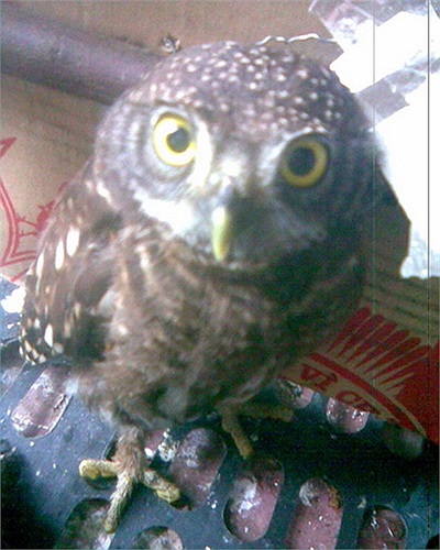 Tính cách của cú mèo khác hẳn với những loài chim bình thường. Vào ban ngày chúng hầu như chỉ lim dim một chỗ, đêm đến mới trở nên hoạt bát.