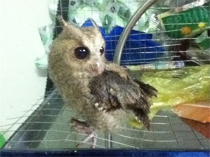 Là loài chim săn mồi, nhiều người thả rông chúng trong nhà vào buổi đêm để bắt chuột