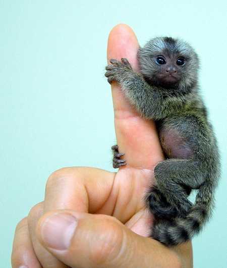 Khỉ Marmoset 