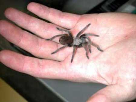 Nhện cảnh Tarantulas