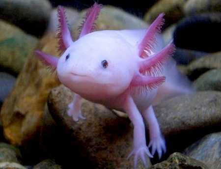 Khủng long 6 sừng Axolotl