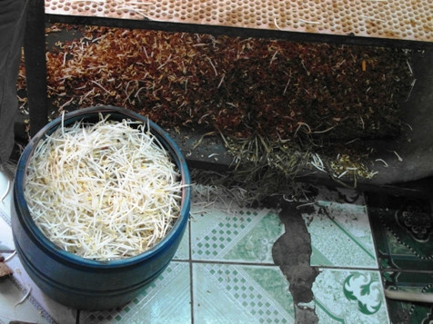 Rùng mình cơ sở sản xuất giá đỗ bằng hóa chất