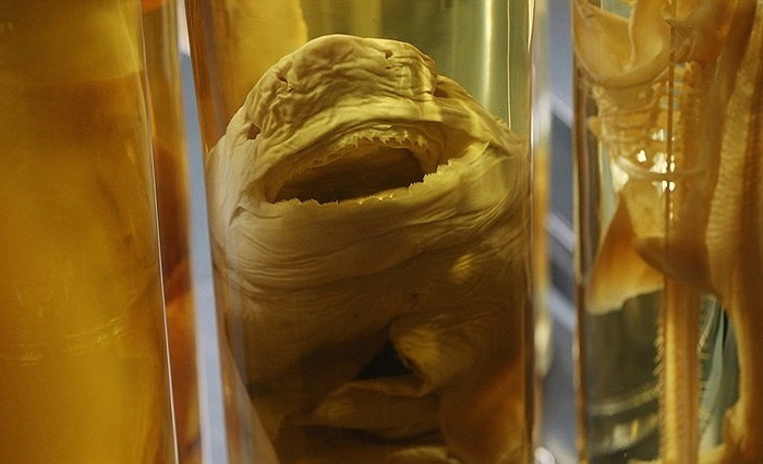 Khuôn mặt dị dạng của cá mập con bị 'nhốt' trong bình cồn ở Bảo tàng lịch sử tự nhiên Berlin