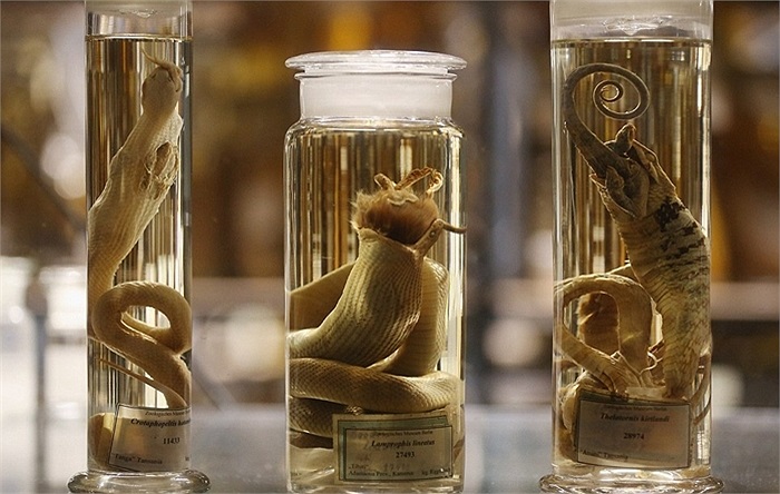 Kẻ đi săn và con mồi: Các loài rắn nhiệt đới đang ngậm con mồi trong miệng dù cả 2 đã bị đem ngâm cồn