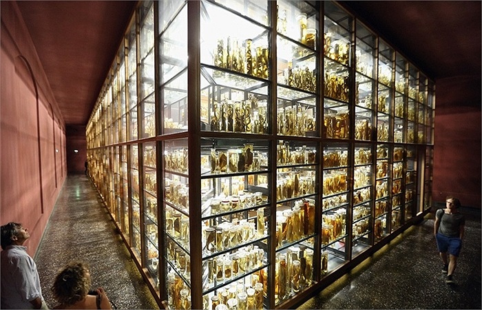 Những khu vực mới được mở rộng của Bảo tàng lịch sử tự nhiên Berlin mới được hoàn thành vào năm 2010