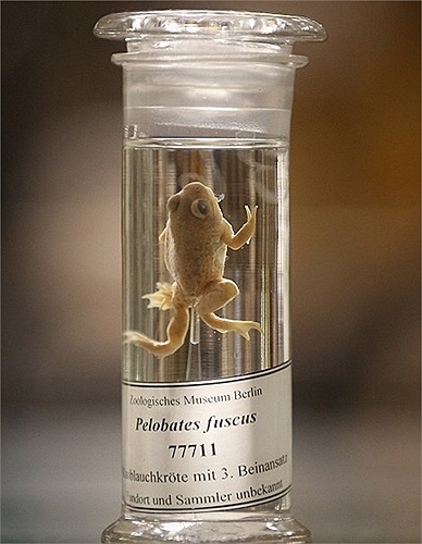 Cú bơi cuối cùng của chú ếch trước khi bị đem đi ngâm cồn