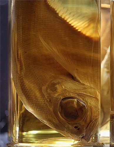 Chú cá có đôi măt 'hình củ hành' theo nhận xét của Daily Mail