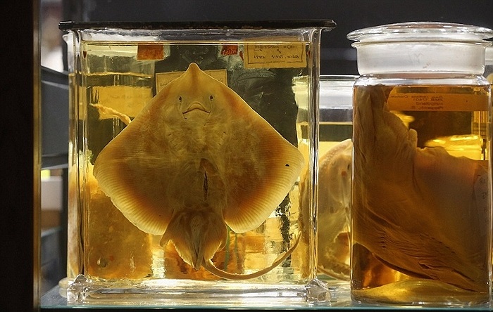 Sau thế chiến II, nhiều mẫu vật đã bị hư hại vì vậy bảo tàng vẫn đang không ngừng hoàn thiện và bổ sung mẫu mới