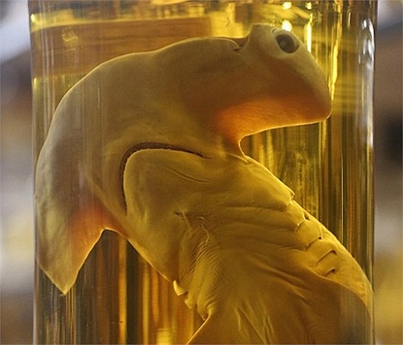 Cá mập đầu búa nằm ngoan ngoãn bên trong bình thủy tinh