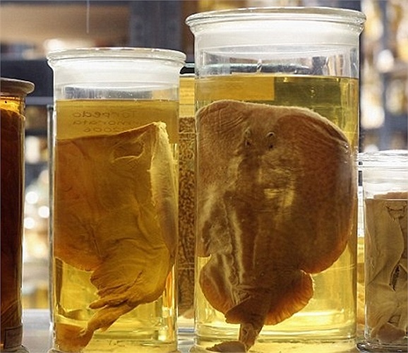 Ở đây có những mẫu vật đã được ngâm từ thế kỷ 18