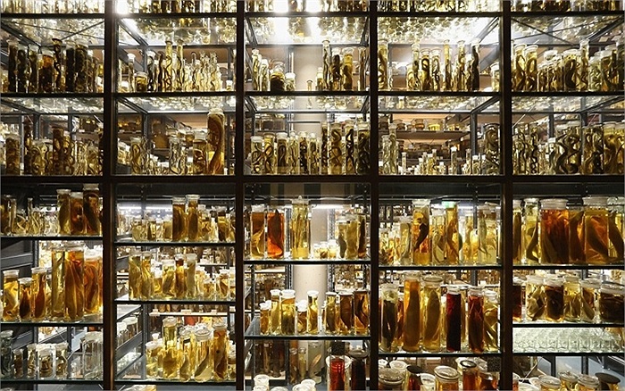 Tổng chiều dài các kệ chứa mẫu vật ở bảo tàng lên tới 11.2 km