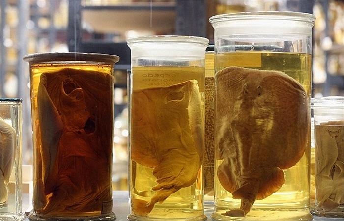 Những loài cá đuối được trưng bày tại bảo tàng, bao gồm cả cá đuối điện