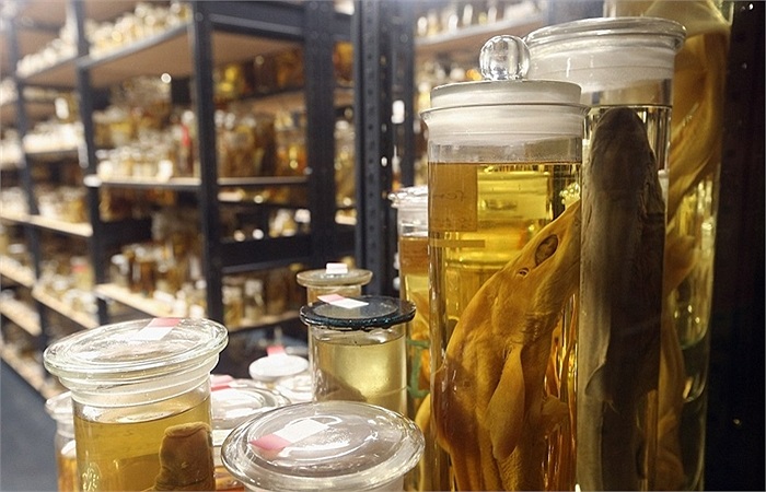 Một số mẫu vật hiếm đã bị mất trong thế chiến II sau những trận ném bom của quân Đồng minh