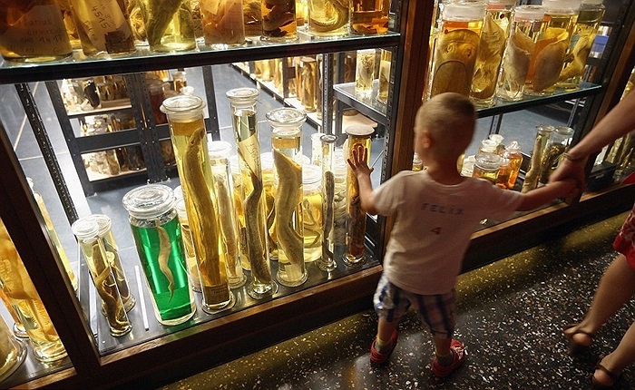 Cậu bé bị những mẫu vật lươn thu hút tại bảo tàng