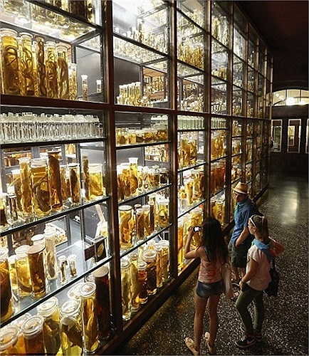 Các bình thủy tinh ở đây chứa tổng cộng 82.000 lít cồn