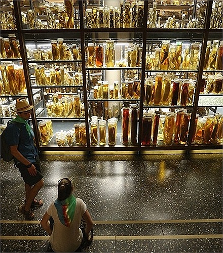 Những mẫu vật được xếp theo nhiều lớp khác nhau giúp người xem dễ dàng quan sát