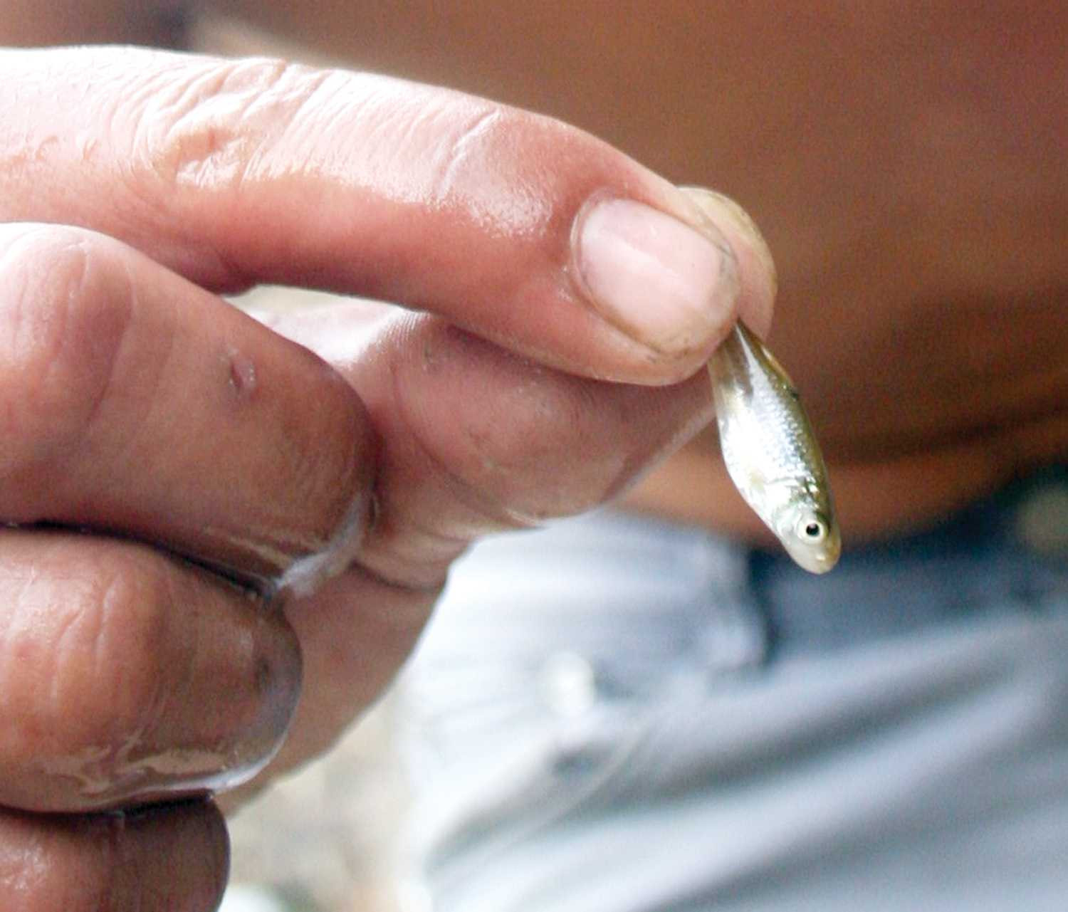 cá trầm, cá trầm xanh, cá trầm hương, tây bắc