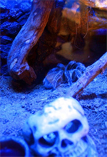 Nhện Tarantula được coi là một trong những loài nhện lớn và lông lá nhất thế giới. Chúng có thể đạt đến độ dài trên 10cm khi trưởng thành