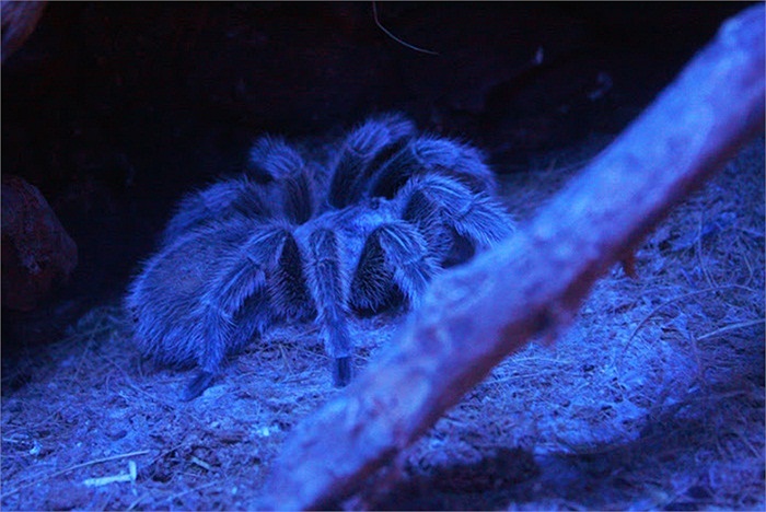 Khi bị loài nhện này cắn, người ta dường như cảm thấy đau đớn đến phát điên và phải nhảy chồm lên như lên cơn dại