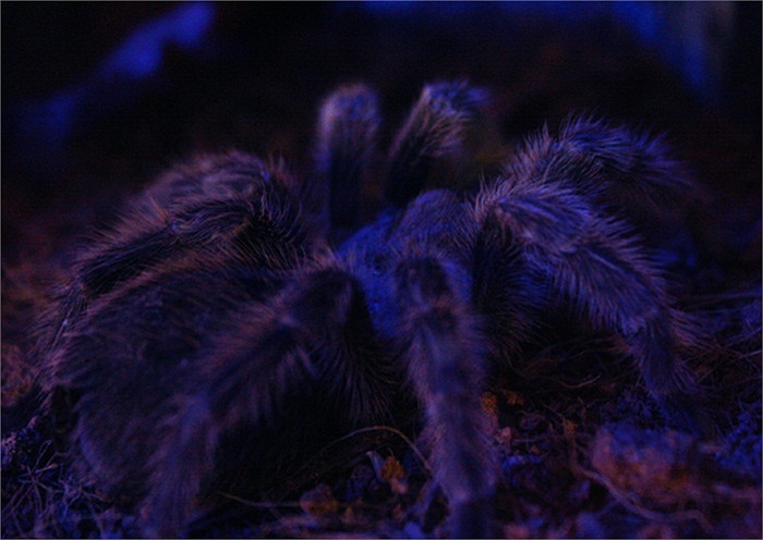 Trong suốt một năm đầu đời, bọn nhện con bị các loài côn trùng ăn thịt chén dần chén mòn, mà nguy hiểm nhất là tò vò, thuộc loài ong, có tên khoa học là pepsis