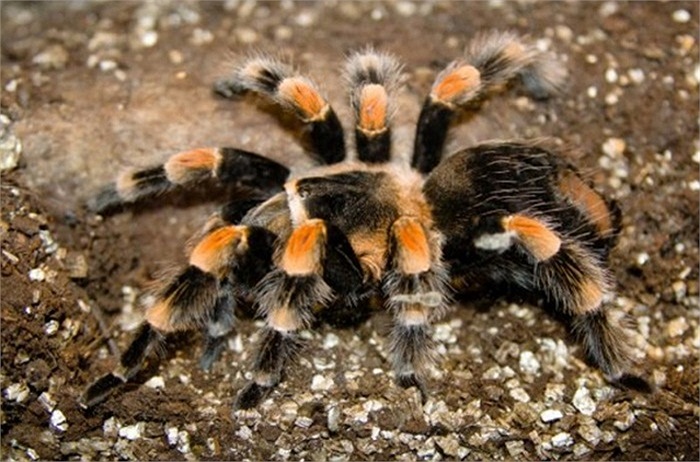 Mặc dù được bệnh danh là loài nhện sát thủ, nhện Tarantula cũng trở thành nguồn thực phẩm cho nhiều loài bò sát và loài có vú, kể cả người