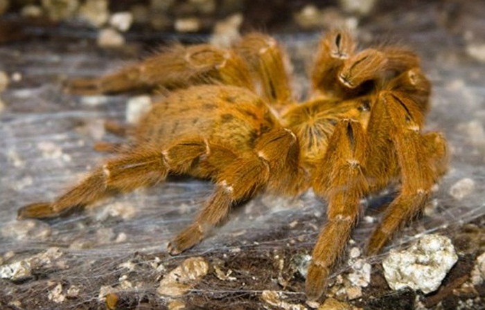 Thời gian gần đây, ở Việt Nam cũng có một loài nhện Tarantula có tên Vietnamese Tiger Tarantula