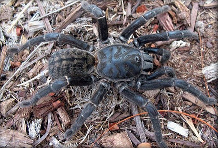Vietnamese Tiger Tarantula là loài nhện sống trên mặt đất, ưa độ ẩm cao và có thói quen trú ẩn trong hang