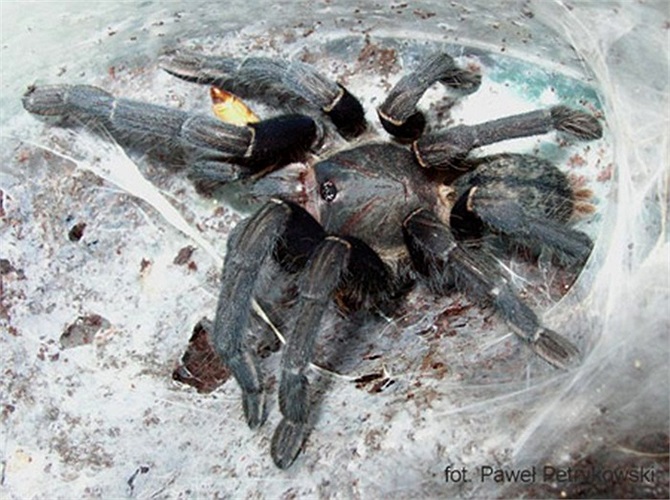 Giới trẻ Việt đang có xu hướng nuôi loài nhện này. Nhện Tarantula Việt nam được rao bán trên thị trường với giá khoảng 60 - 70 USD/con