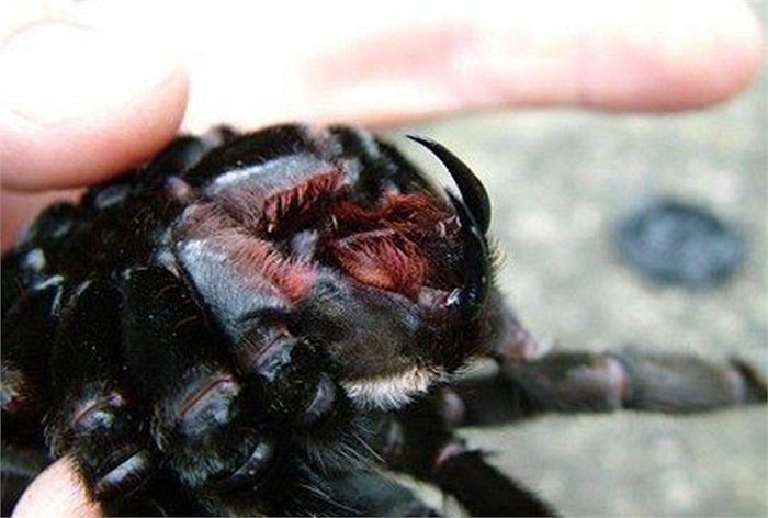 Nhện Tarantula Việt Nam với đôi nanh nhọn hoắt có nọc độc