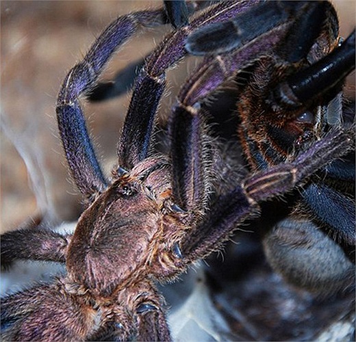 Tuy nhiên, các nhà nghiên cứu khuyến cáo do sự nguy hiểm của nhện tarantula, nuôi chúng là điều mạo hiểm