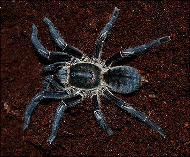 Nếu chúng lọt ra ngoài sẽ là mối nguy hiểm cho cộng đồng