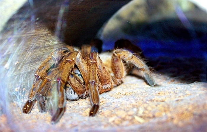 Tuy không phải là loài có nọc độc mạnh nhất nhưng nhện Tarantula đốt cũng làm ta đau buốt đến điêu đứng, vết cắn sẽ lở loét, lâu lành và có thể tử vong