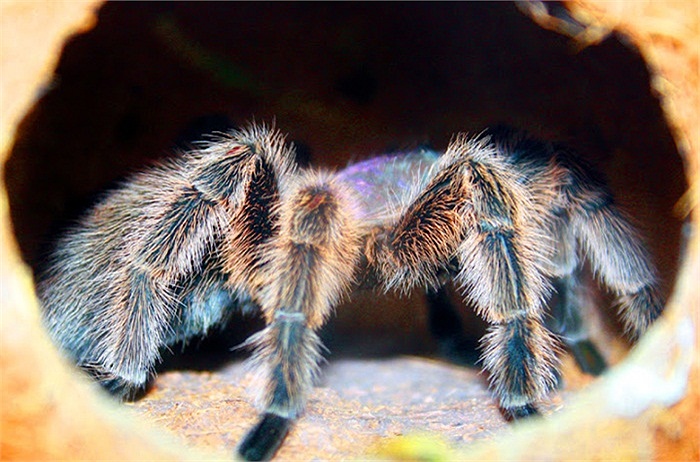 Vũ khí của nó là những cái vòi châm dài chừng 2,5 cm và nọc độc của nó mạnh hơn nọc ong vài lần