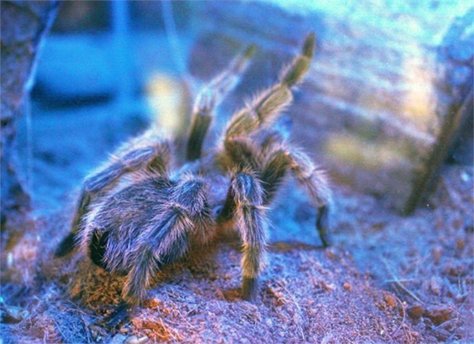 Thức ăn khoái khẩu của chúng là châu chấu, dế, bọ hung, bướm và những loài nhện khác nhỏ hơn mình. Đôi khi chúng cũng bắt được cả những con chim nhỏ, chuột, rắn, ếch nhái