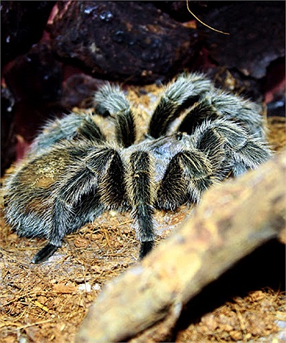 Cũng như các loài nhện khác, Tarantula tiêm vào cơ thể con mồi một chất dịch tiêu hóa, sau đó khoan khoái thưởng thức con mồi