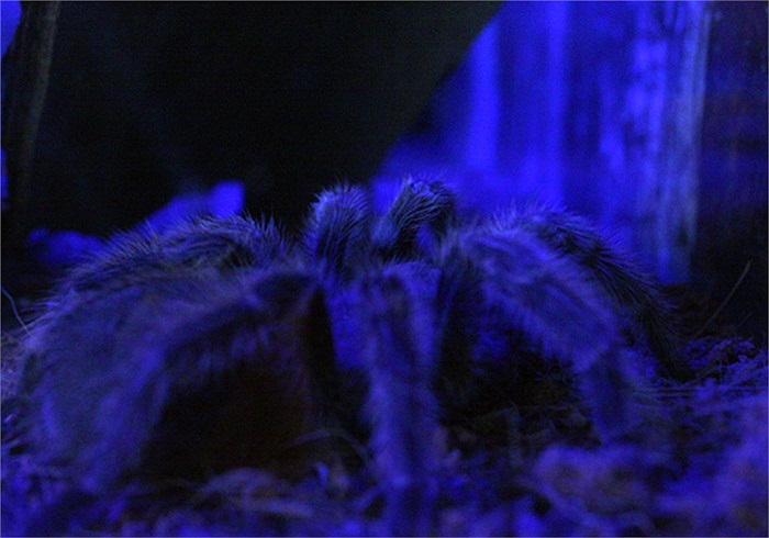 Nhện Tarantula sống khá lâu, thường khoảng 10 năm. So với các loài nhện khác thì đó là một cuộc đời dài hơn nhiều