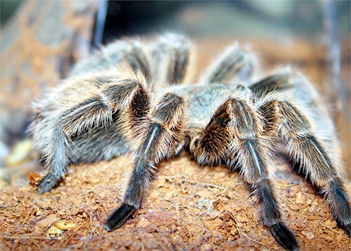 Loài nhện 'sát thủ' này thường ăn thịt bạn tình ngay sau khi giao phối