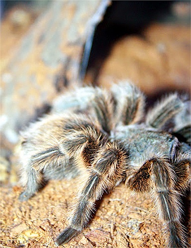 Chúng đẻ một lượng trứng khủng khiếp là 3.000 quả và sau 3 tháng nở ra nhện con