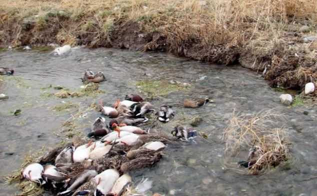 Sau lợn, xác vịt lại ngập sông Trung Quốc