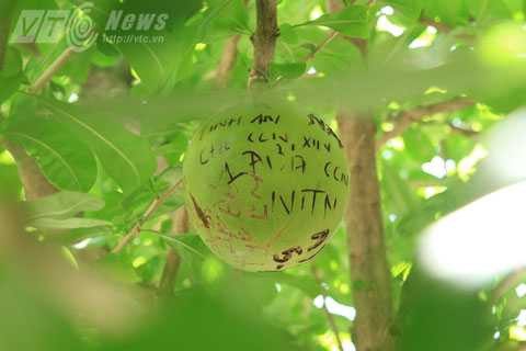 Đà Nẵng, thi ĐH, tuyển sinh, thí sinh, sĩ tử, cầu nguyện, lên chùa