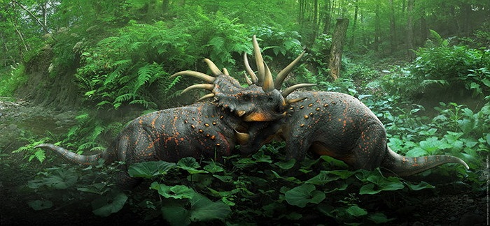 Các chức năng của những chiếc sừng thuộc loài Styracosaurus này đã gây ra tranh cãi trong nhiều năm.Nhiều người tin rằng nó là thứ vũ khí để tự vệ và giao chiến giữa các con đực.