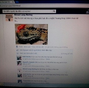 Nickname Khoai Lang Nướng trên mạng facebook cho rằng con “quái vật” anh Thường bắt được có mào, có vây như thế. Ảnh: TL