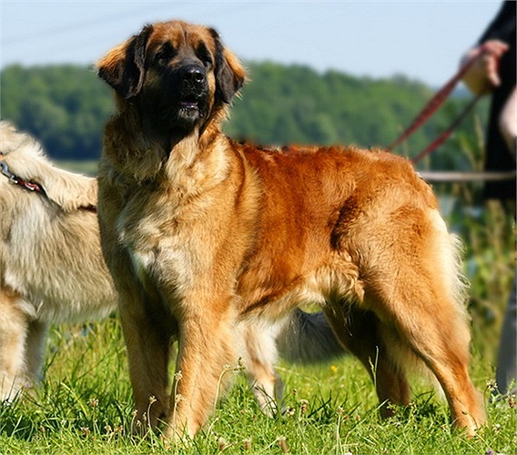 Tên gọi Leonberger có thể hiểu nôm na là sự kết hợp giữa 'sư tử' (leon trong tiếng Đức) với chó béc-giê (berger) - giống chó đầu bảng của Đức.