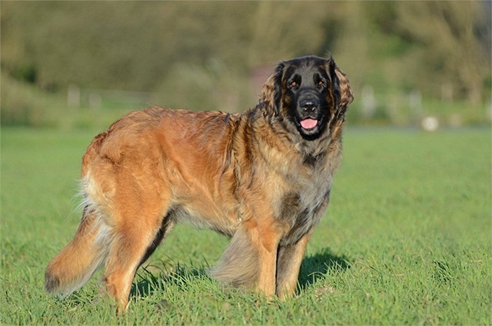 Leonberger được ví với sư tử vì chúng có tiếng sủa âm vang như sư tử gầm, bộ lông màu hung và dáng dấp oai phong như sư tử.