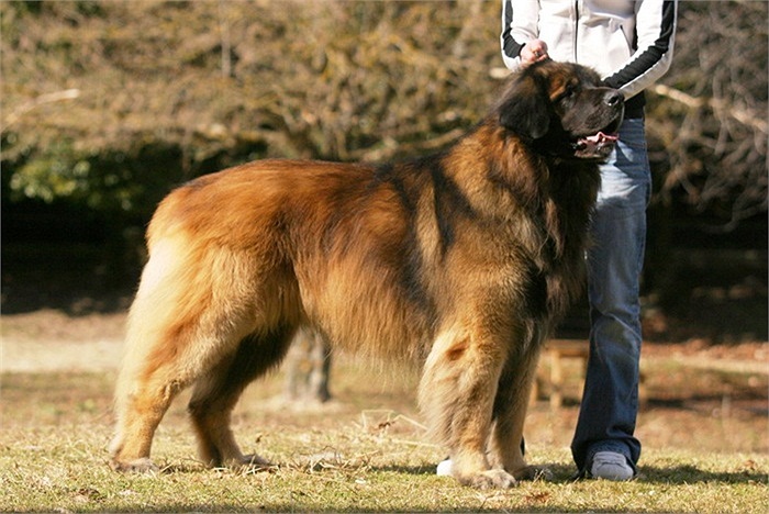 Trái với vẻ ngoài khá dữ dằn, Leonberger được đánh giá là giống chó rất thân thiện với con người, có thể làm bạn với trẻ em, người già và người tàn tật
