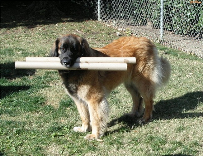 Leonberger cũng được xếp vào nhóm chó có chỉ số thông minh cao và rất trung thành, sẵn sàng bảo vệ chủ đến cùng trong tình huống khẩn cấp. 