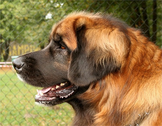 Tại Việt Nam, chó Leonberger khá hiếm, xuất hện chủ yếu tại TP.HCM, thường được đưa về nước qua đường 'xách tay'.